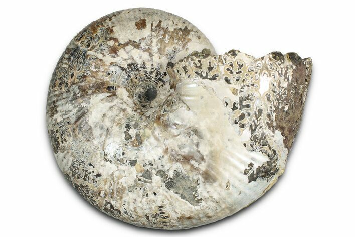 Fossil Ammonite (Rhaeboceras) - Bearpaw Shale, Montana #354622